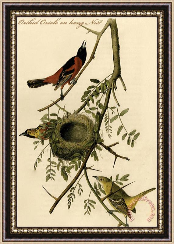 John James Audubon Orchid Oriole on Hang Nest Framed Print