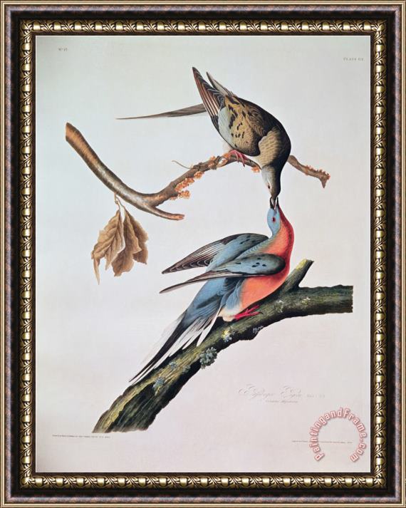 John James Audubon Passenger Pigeon From Birds of America Framed Print