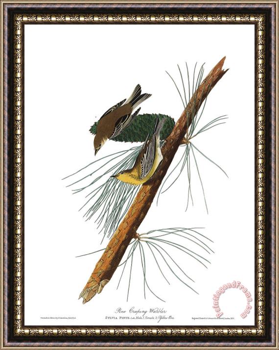 John James Audubon Pine Creeping Warbler Framed Painting