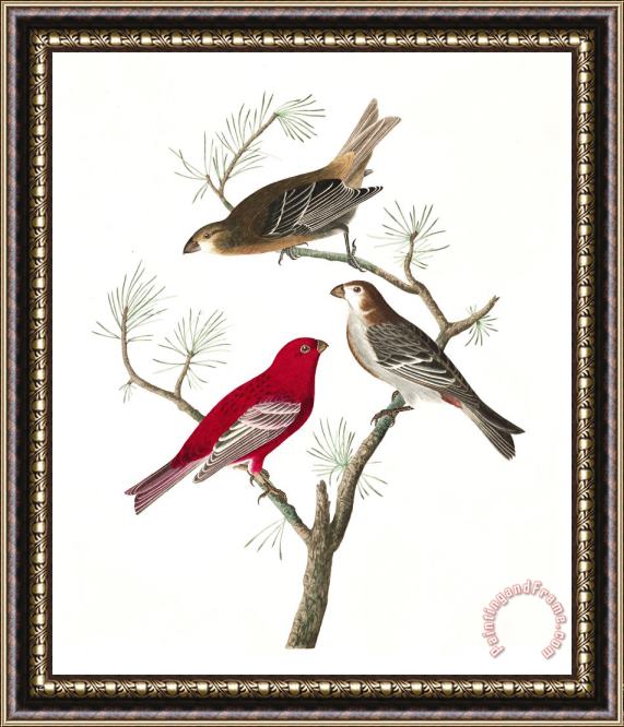 John James Audubon Pine Grosbeak Framed Painting