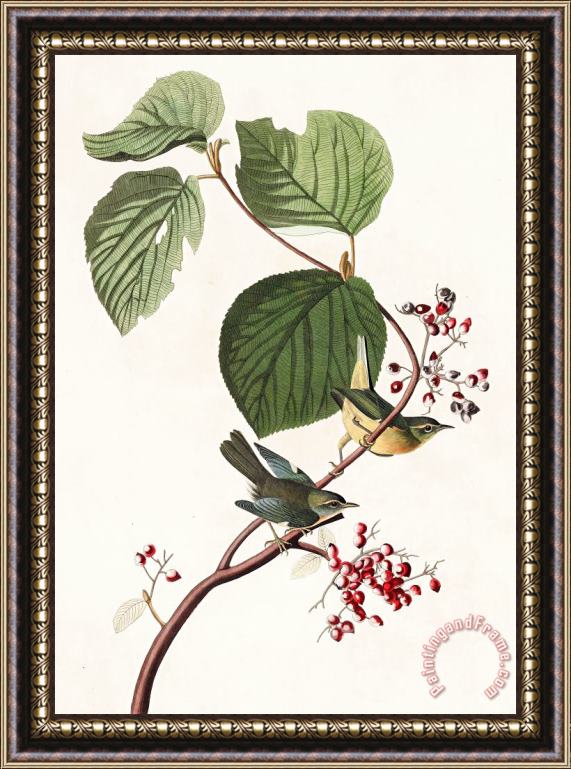 John James Audubon Pine Swamp Warbler Framed Print