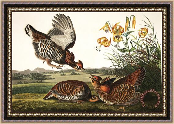 John James Audubon Pinnated Grouse Framed Print