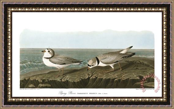 John James Audubon Piping Plover Framed Painting