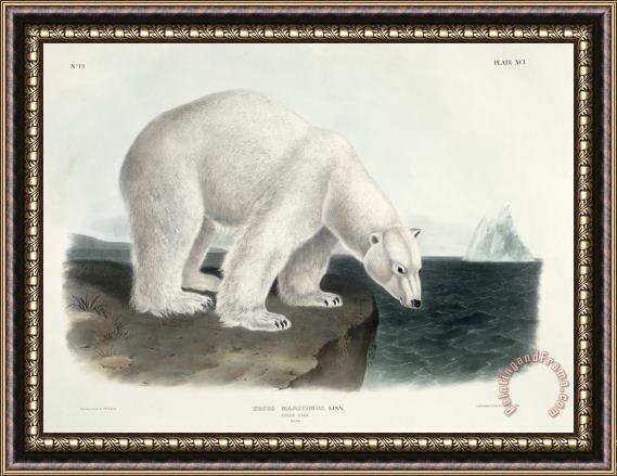 John James Audubon Polar Bear Framed Print