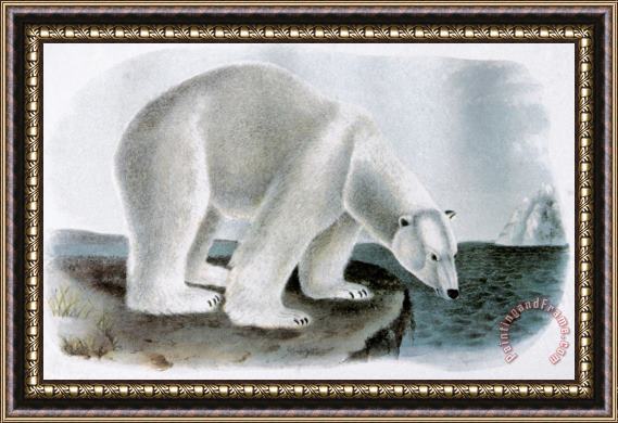 John James Audubon Polar Bear Ursus Maritimus Framed Painting