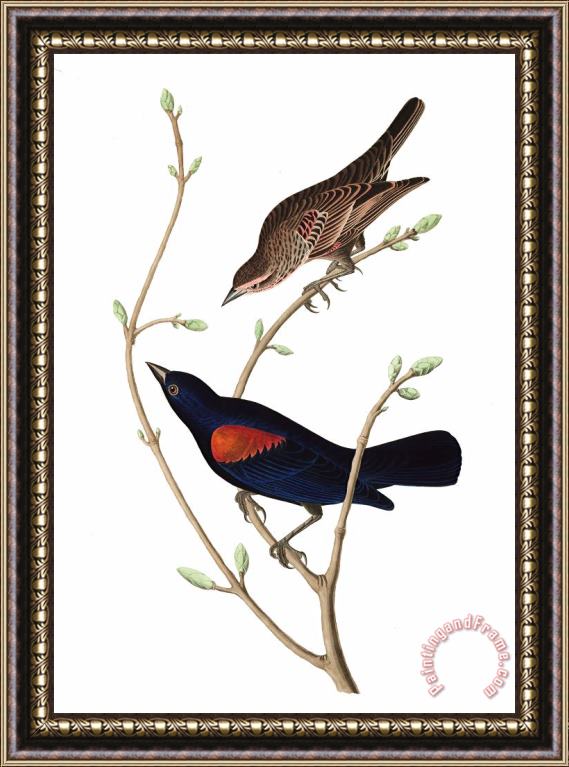 John James Audubon Prairie Starling Framed Painting