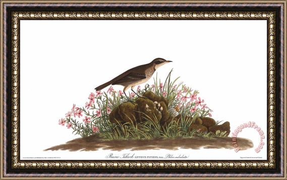 John James Audubon Prairie Titlark Framed Print