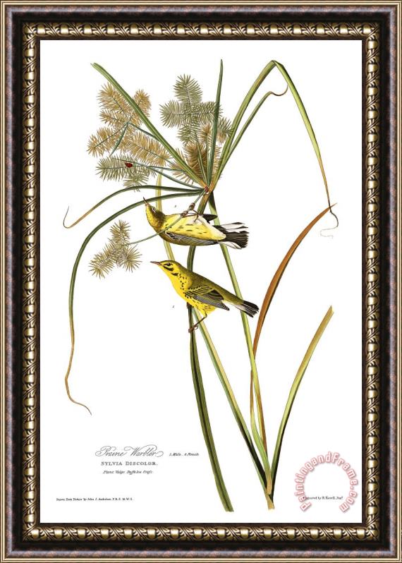 John James Audubon Prairie Warbler Framed Painting