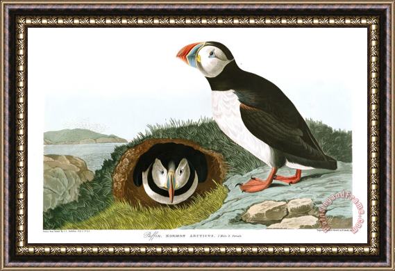 John James Audubon Puffin Framed Painting