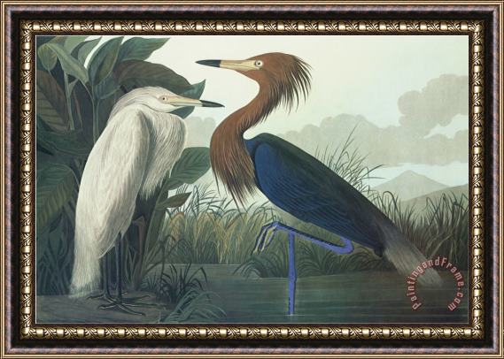 John James Audubon Purple Heron Framed Print