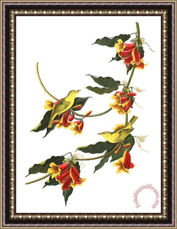 John James Audubon Rathbone Warbler Framed Print