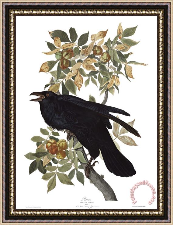 John James Audubon Raven Framed Print