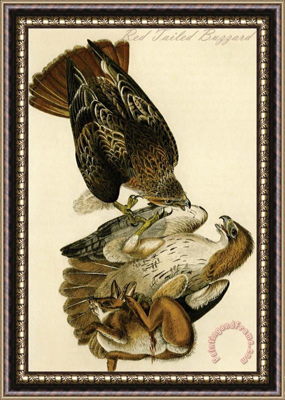 John James Audubon Red Tailed Buzzard Framed Print