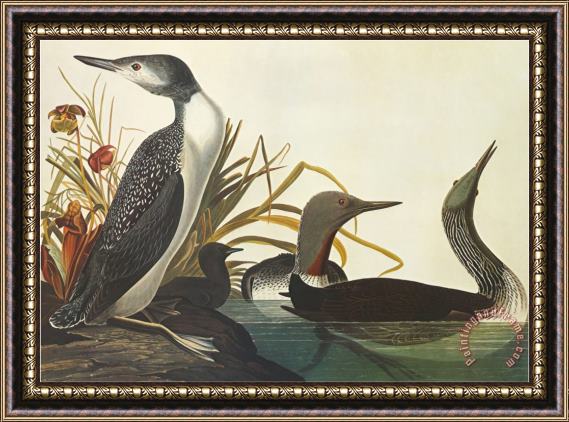 John James Audubon Red Throated Diver Framed Painting