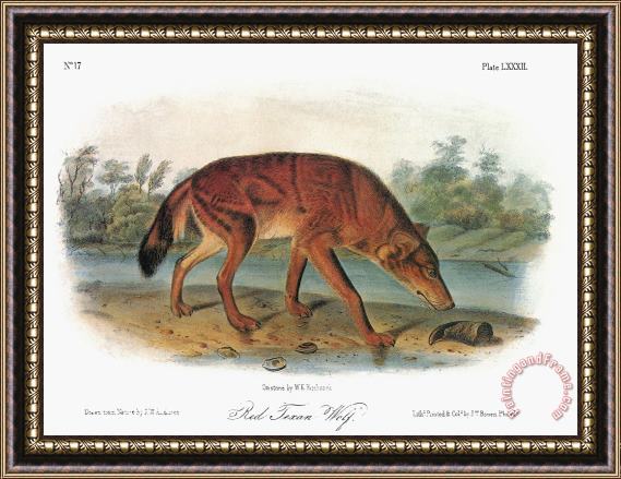 John James Audubon Red Wolf Canis Lupus Framed Painting