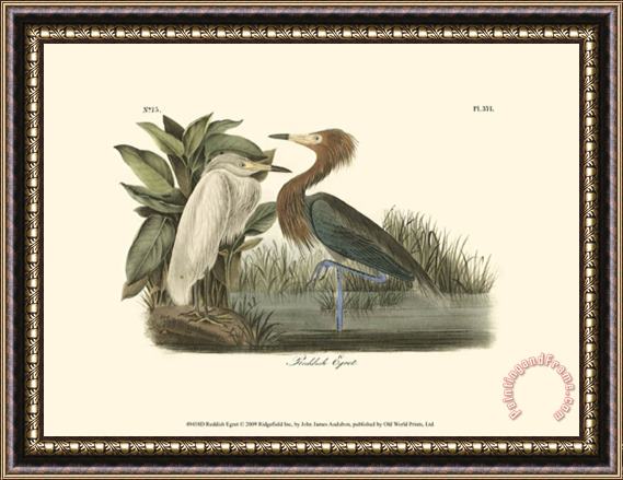John James Audubon Reddish Egret Framed Painting