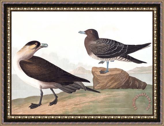 John James Audubon Richardson's Jager Framed Painting