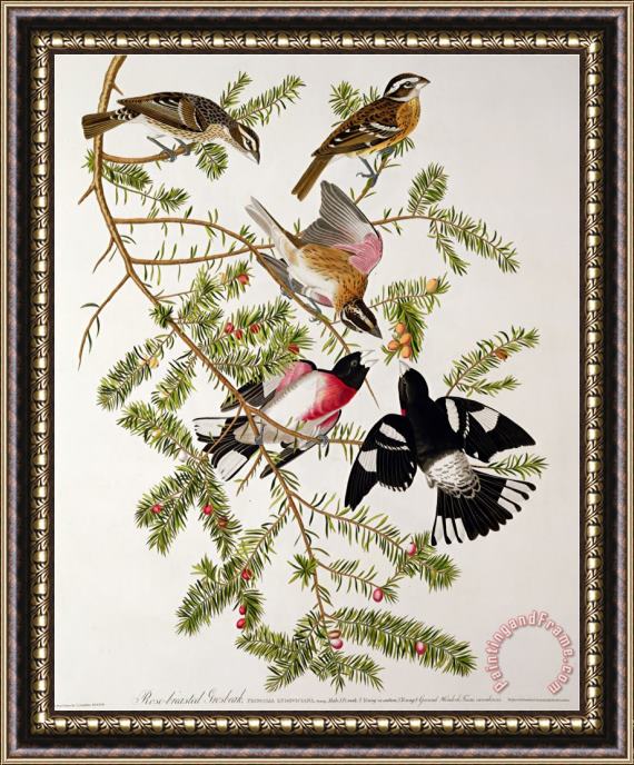 John James Audubon Rose Breasted Grosbeak From Birds of America Framed Painting