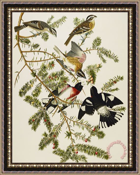 John James Audubon Rose Breasted Grosbeak Pheuticus Ludovicianus Plate Cxxvii From The Birds of America Framed Print