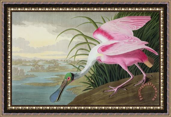 John James Audubon Roseate Spoonbill Framed Painting