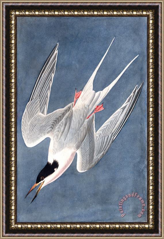 John James Audubon Roseate Tern Framed Print