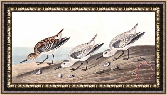 John James Audubon Ruddy Plover Framed Print