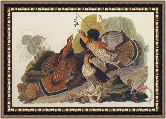John James Audubon Ruffed Grouse Framed Print