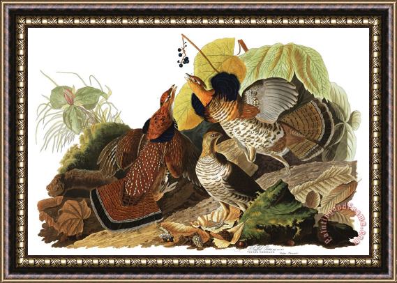 John James Audubon Ruffed Grouse Framed Painting