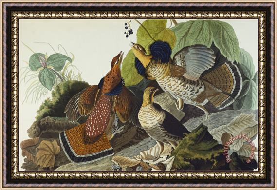 John James Audubon Ruffed Grouse Tetrao Umbellus Plate Xli From The Birds of America Framed Print