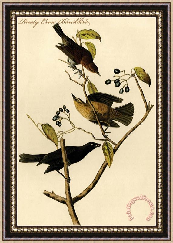 John James Audubon Rusty Crow Blackbird Framed Painting