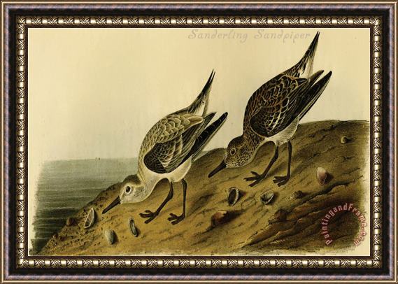 John James Audubon Sanderling Sandpiper Framed Painting