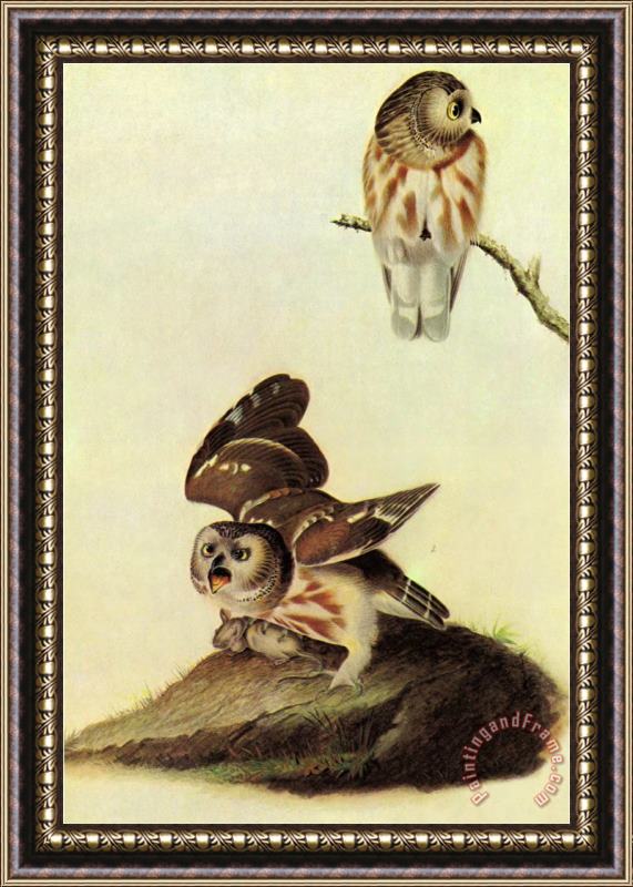 John James Audubon Saw Whet Owl Framed Print