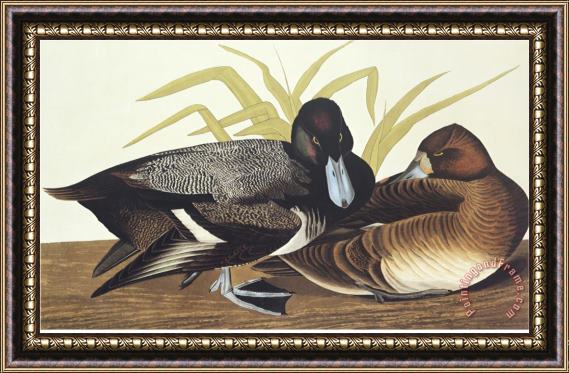 John James Audubon Scaup Duck Framed Painting