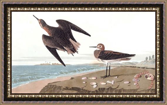 John James Audubon Schinz's Sandpiper Framed Painting