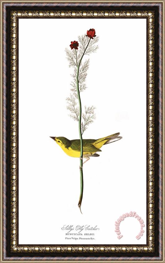 John James Audubon Selby's Flycatcher Framed Print