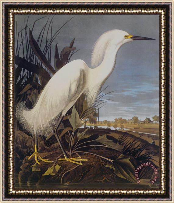 John James Audubon Snowy Heron Or White Egret Framed Painting