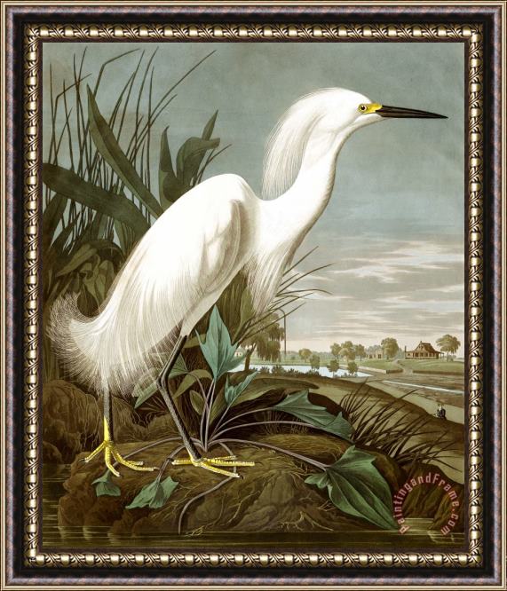 John James Audubon Snowy Heron, Or White Egret Framed Painting