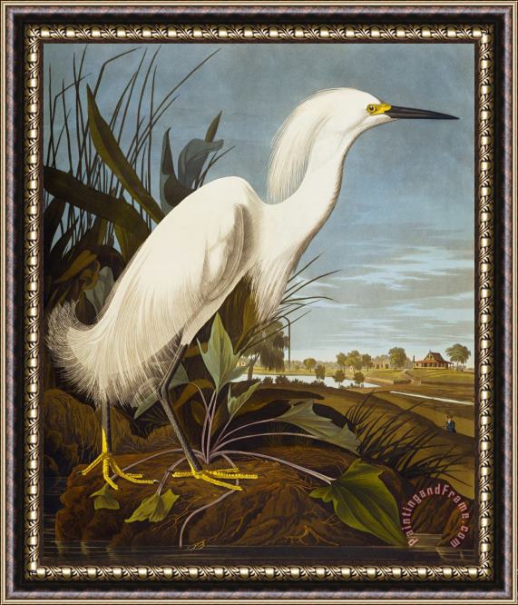 John James Audubon Snowy Heron Or White Egret Snowy Egret Egretta Thula Plate Ccklii From The Birds of America Framed Painting