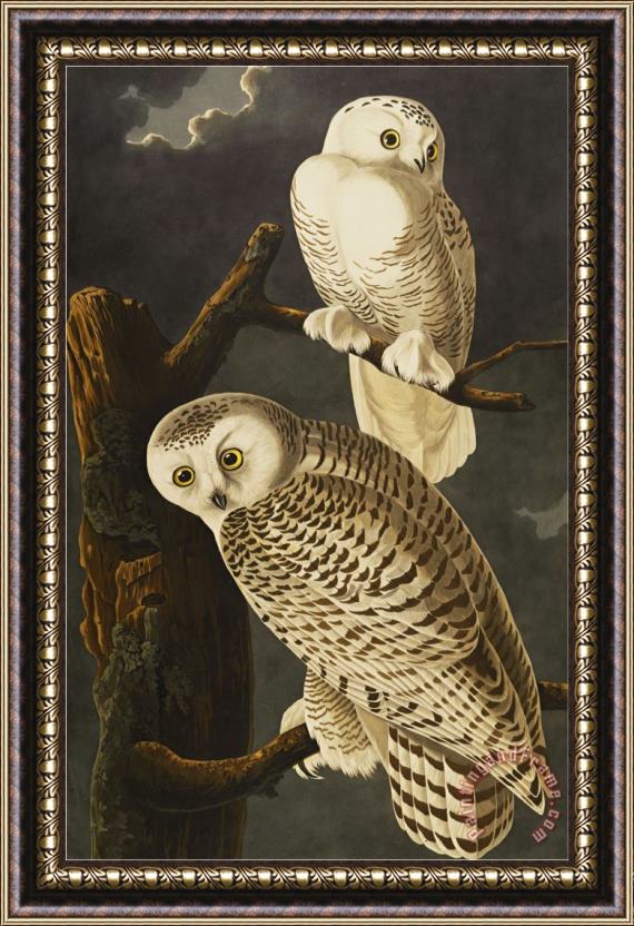 John James Audubon Snowy Owl Nyctea Scandiaca Plate Cxxi From The Birds of America Framed Print