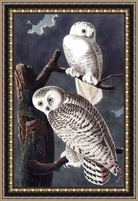 John James Audubon Snowy Owl Framed Painting