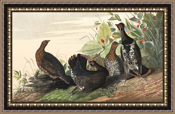 John James Audubon Spotted Grouse Framed Painting