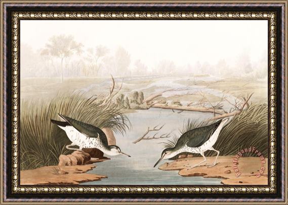 John James Audubon Spotted Sandpiper Framed Print