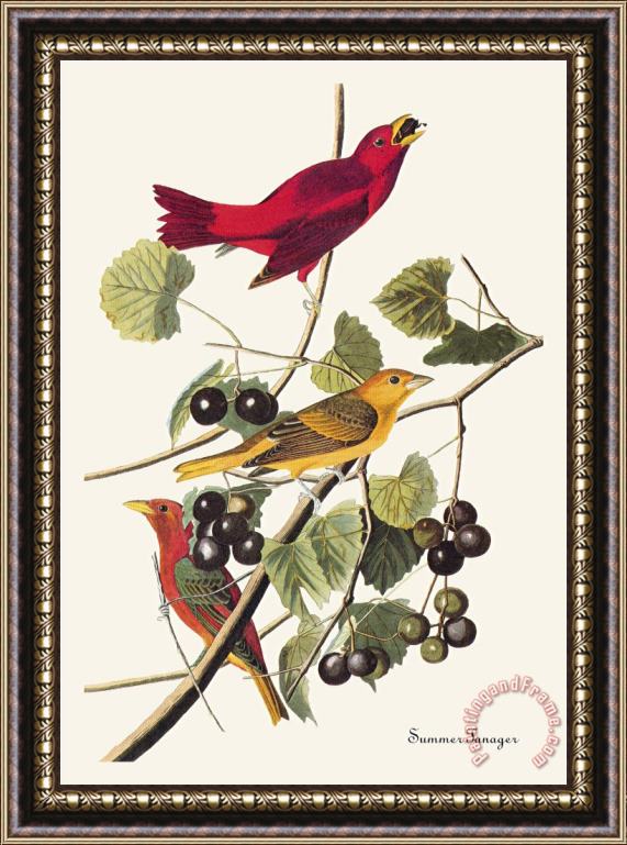 John James Audubon Summer Tanager Framed Painting