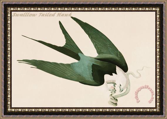 John James Audubon Swalllow Tailed Hawk Framed Print