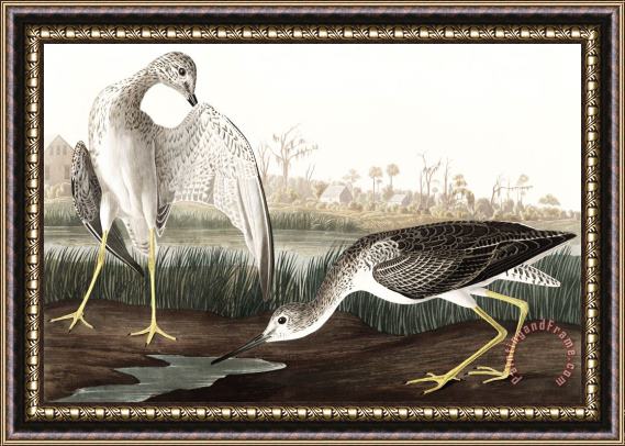 John James Audubon Tell Tale Godwit, Or Snipe Framed Painting