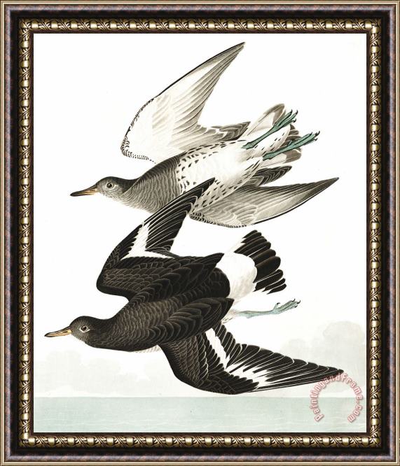 John James Audubon Townsend's Sandpiper Framed Painting