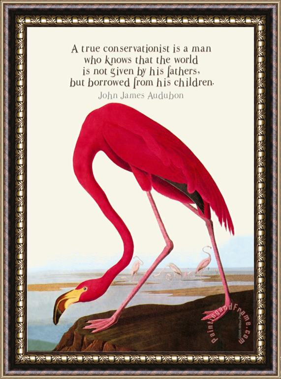 John James Audubon True Conservationist Framed Print