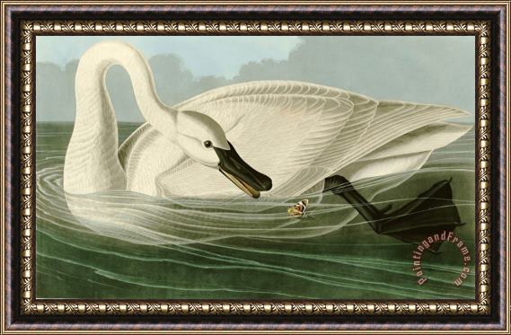 John James Audubon Trumpeter Swan Framed Painting