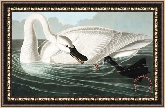 John James Audubon Trumpeter Swan Framed Print
