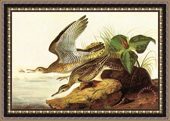 John James Audubon Upland Plover Framed Print
